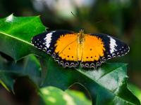 Geöffneter Bortenfalter